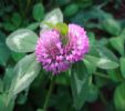 Red Clover P.E.